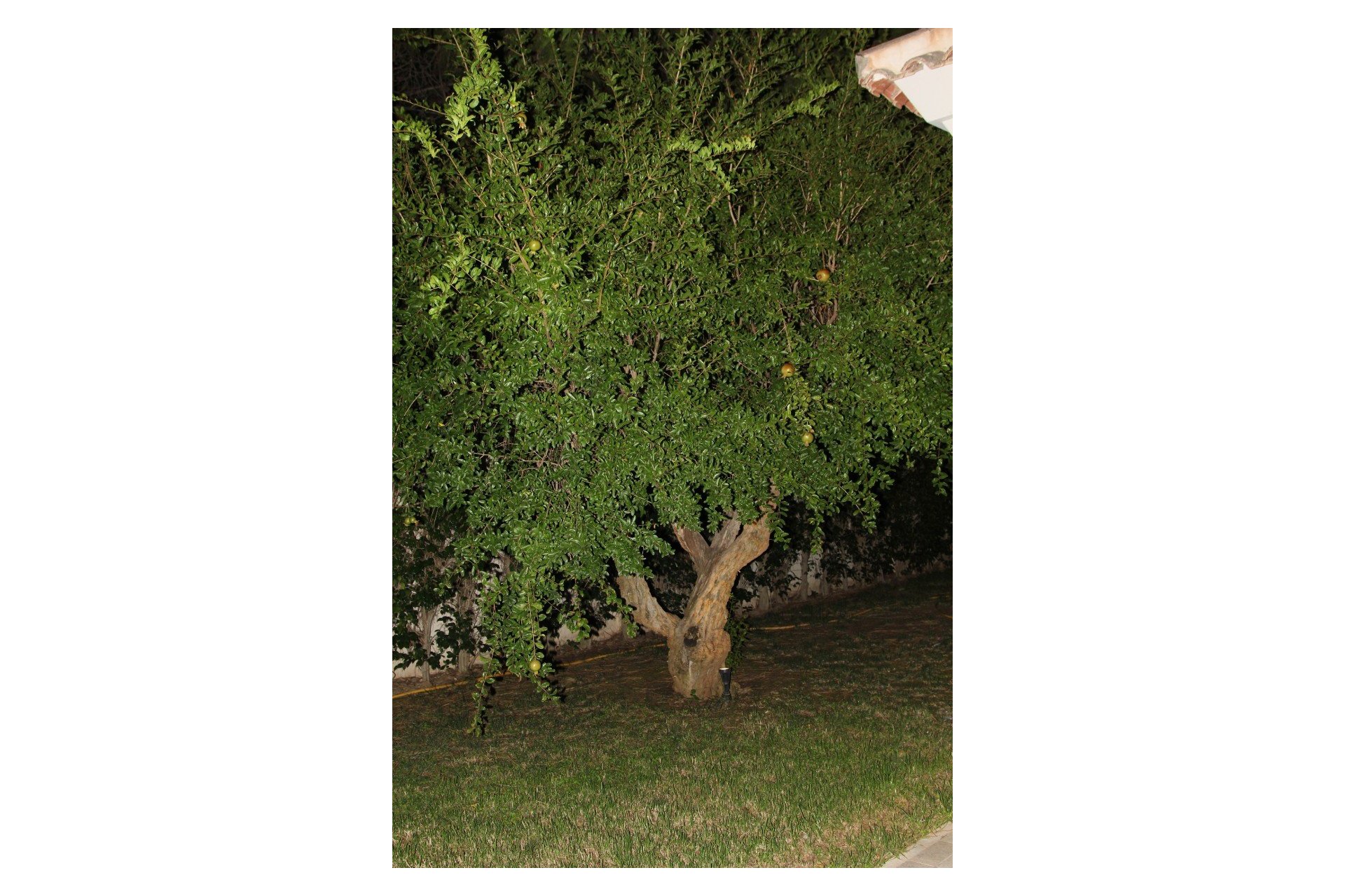 Sale - Villa - Cabo Roig