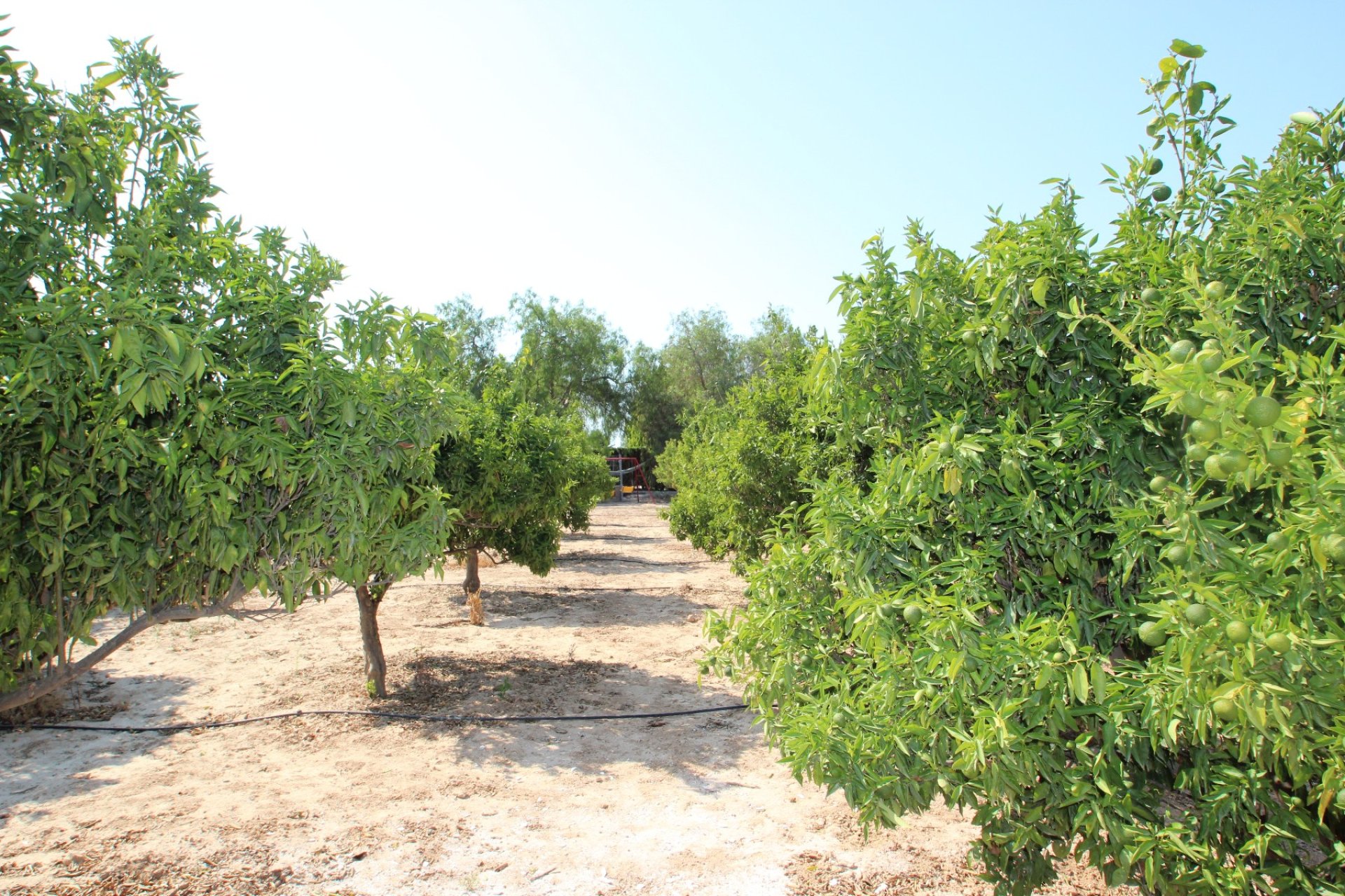 Sale - Villa - San Miguel de Salinas