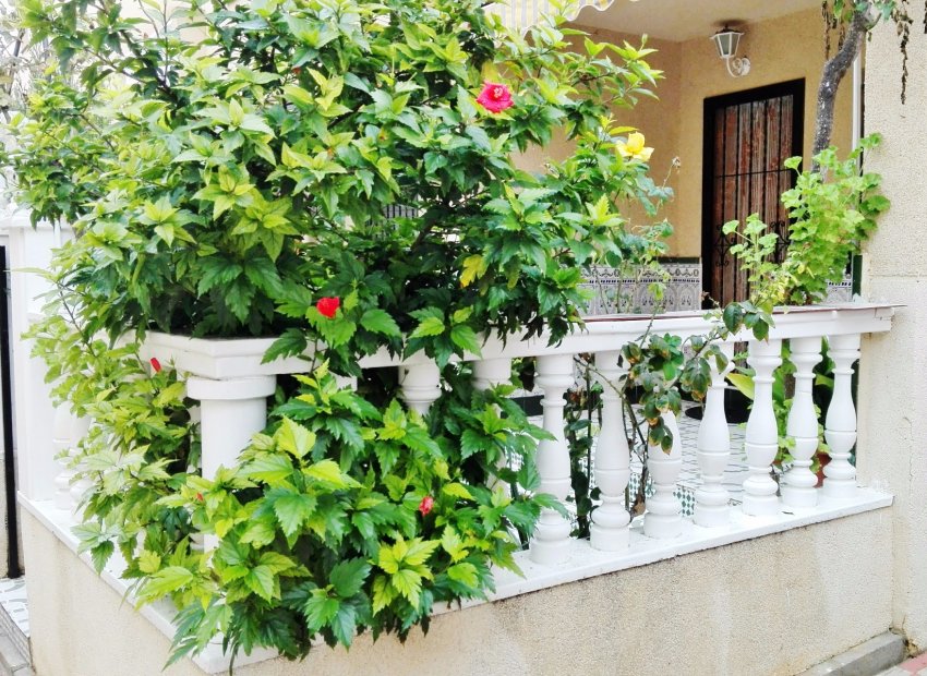 Venta - Bungalow - Torrevieja - Centro Ciudad