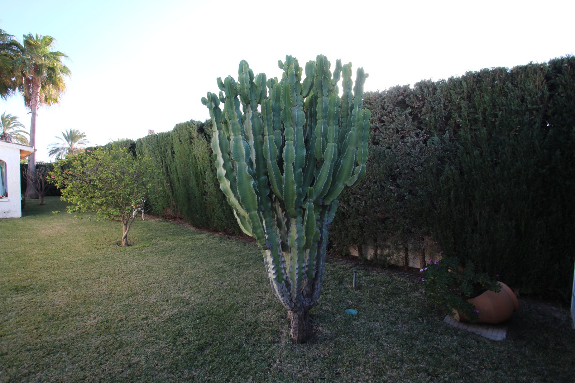 Venta - Casa - Orihuela costa - Cabo Roig