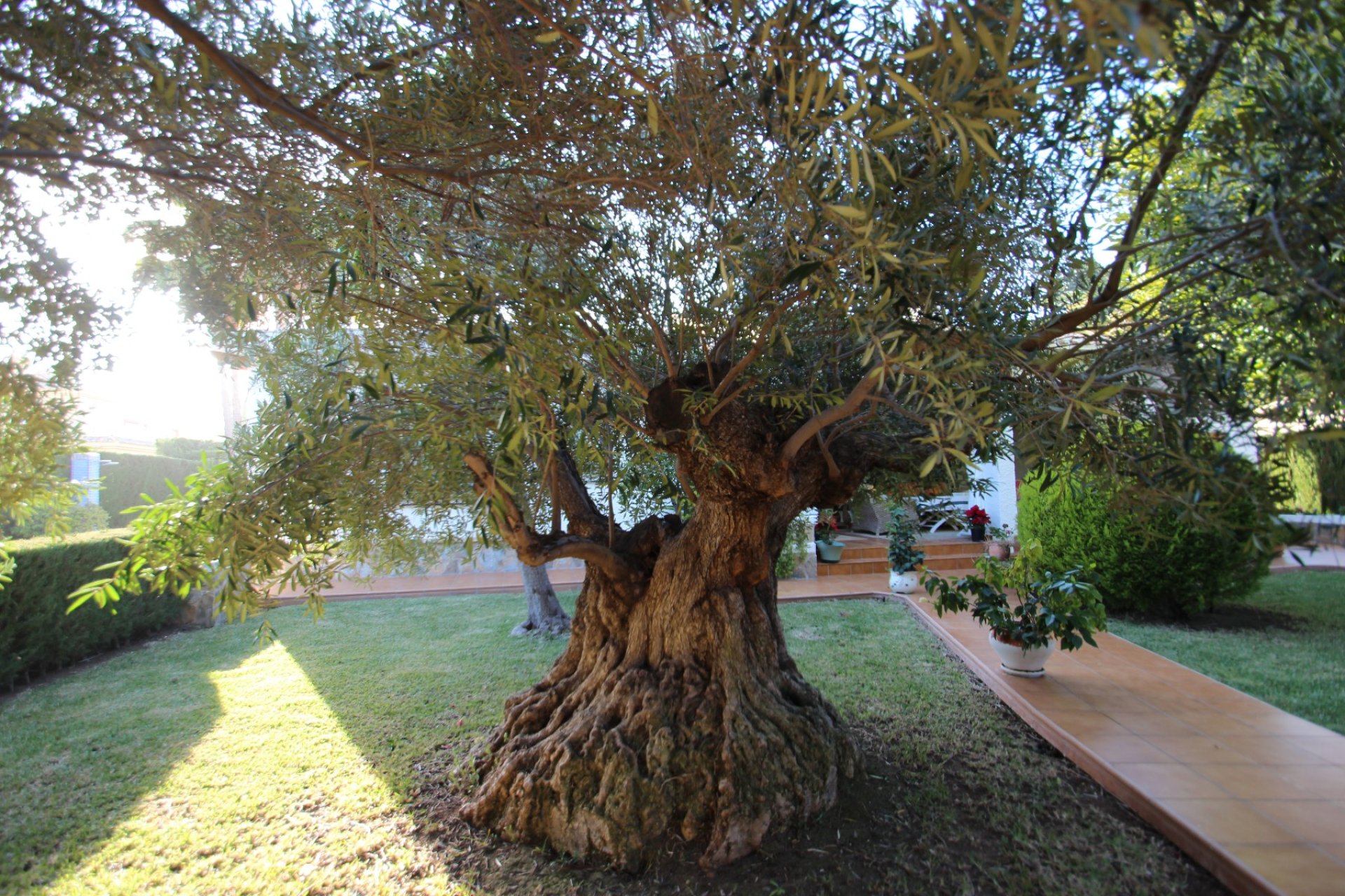 Venta - Casa - Orihuela costa - Cabo Roig