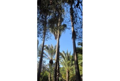 Вторичная недвижимость - Дом - Orihuela costa - Dehesa de Campoamor