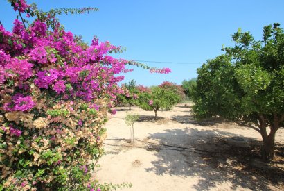 Вторичная недвижимость - Дом - San Miguel de Salinas