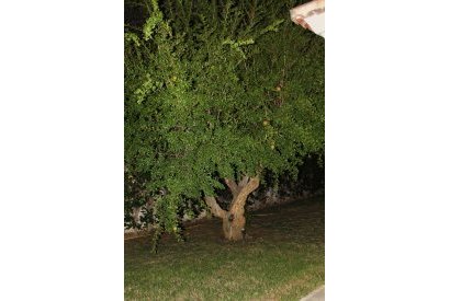 Sale - Villa - Cabo Roig